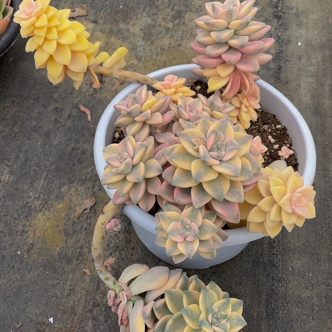 美杏锦多肉植物2087