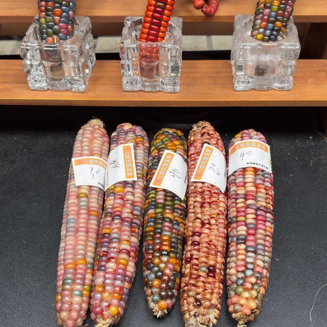 老***六七彩宝石文玩玉米