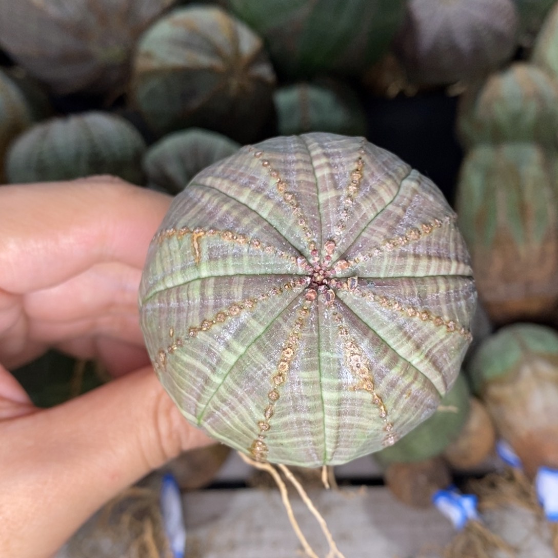 21 欧系实生布纹球多肉植物