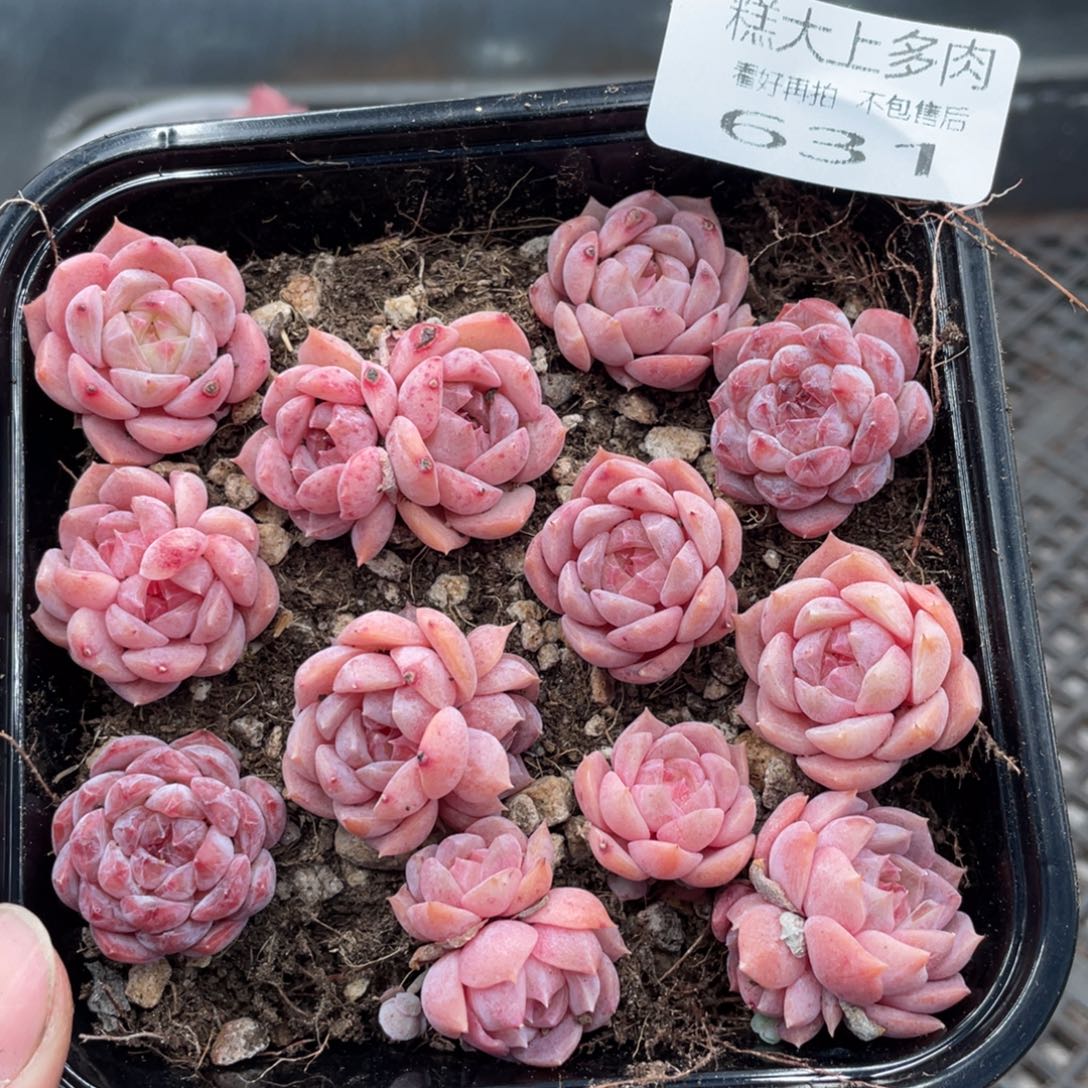 糕大上多肉植物631