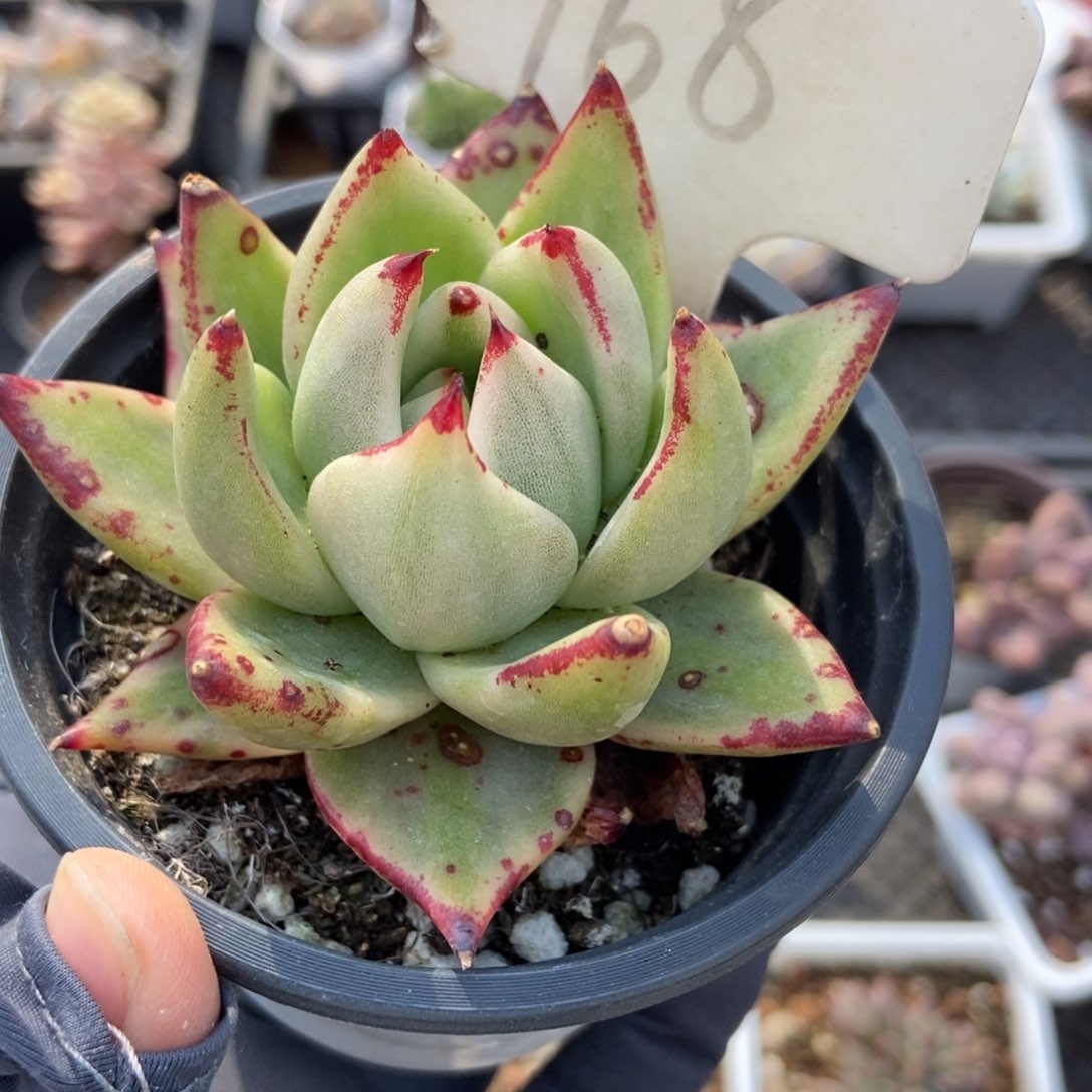 968爱克魂锦多肉植物