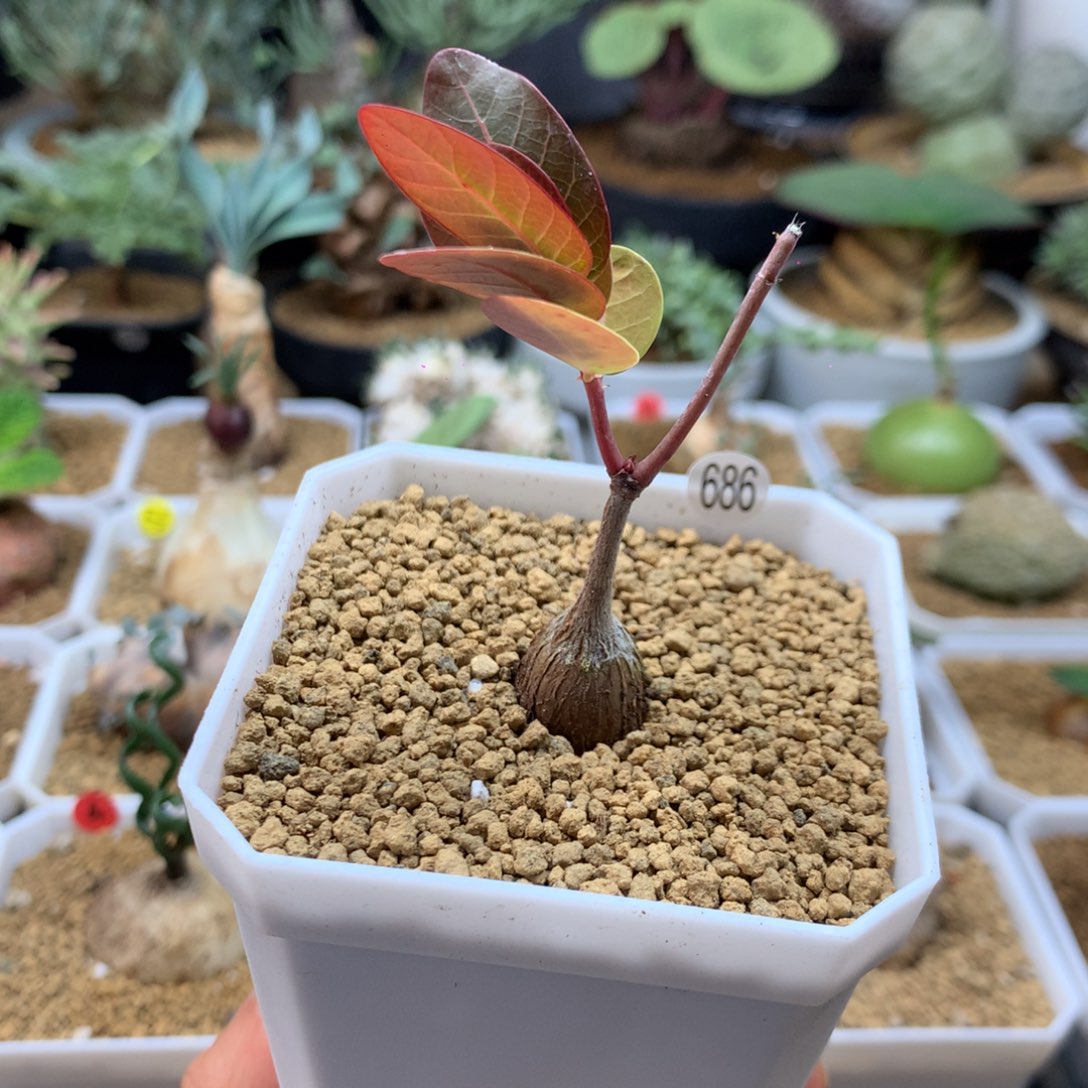 园艺小奇异油柑带盆