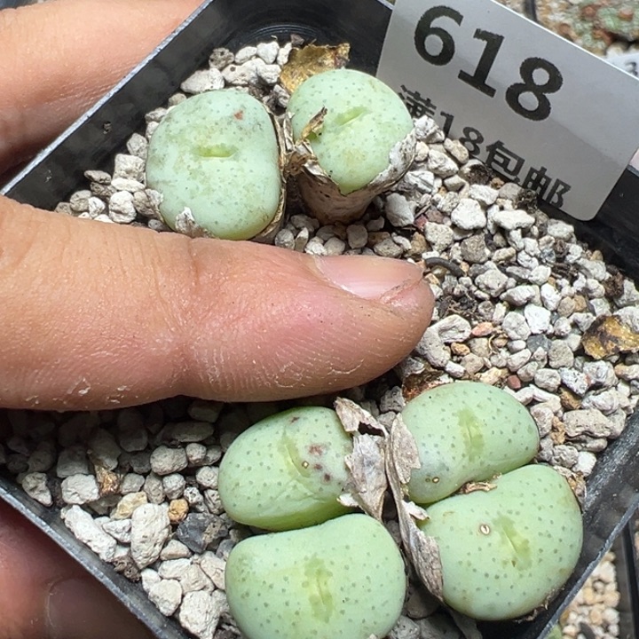 【闪购商品】 618。