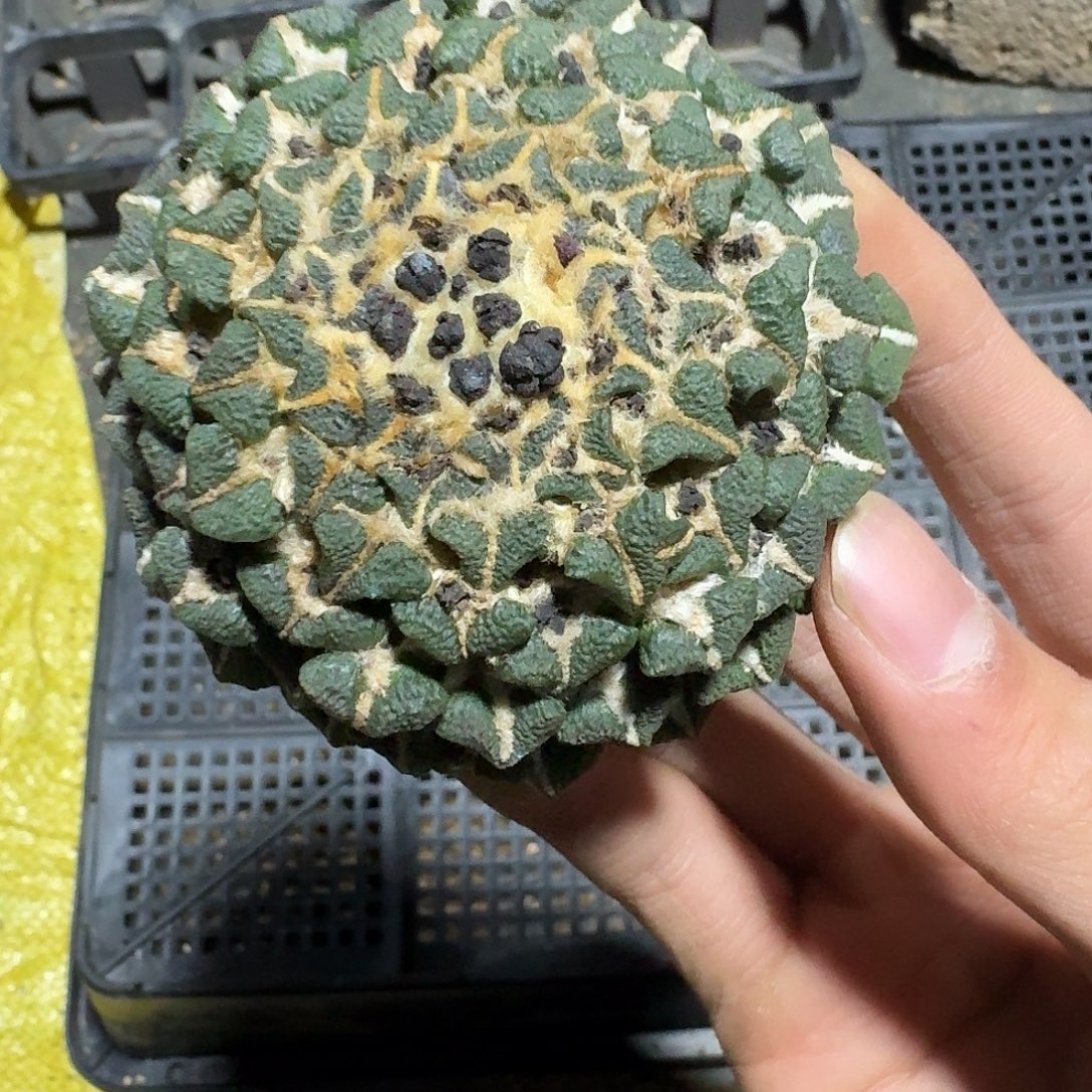 ****笑黑牡丹无根的仙人球