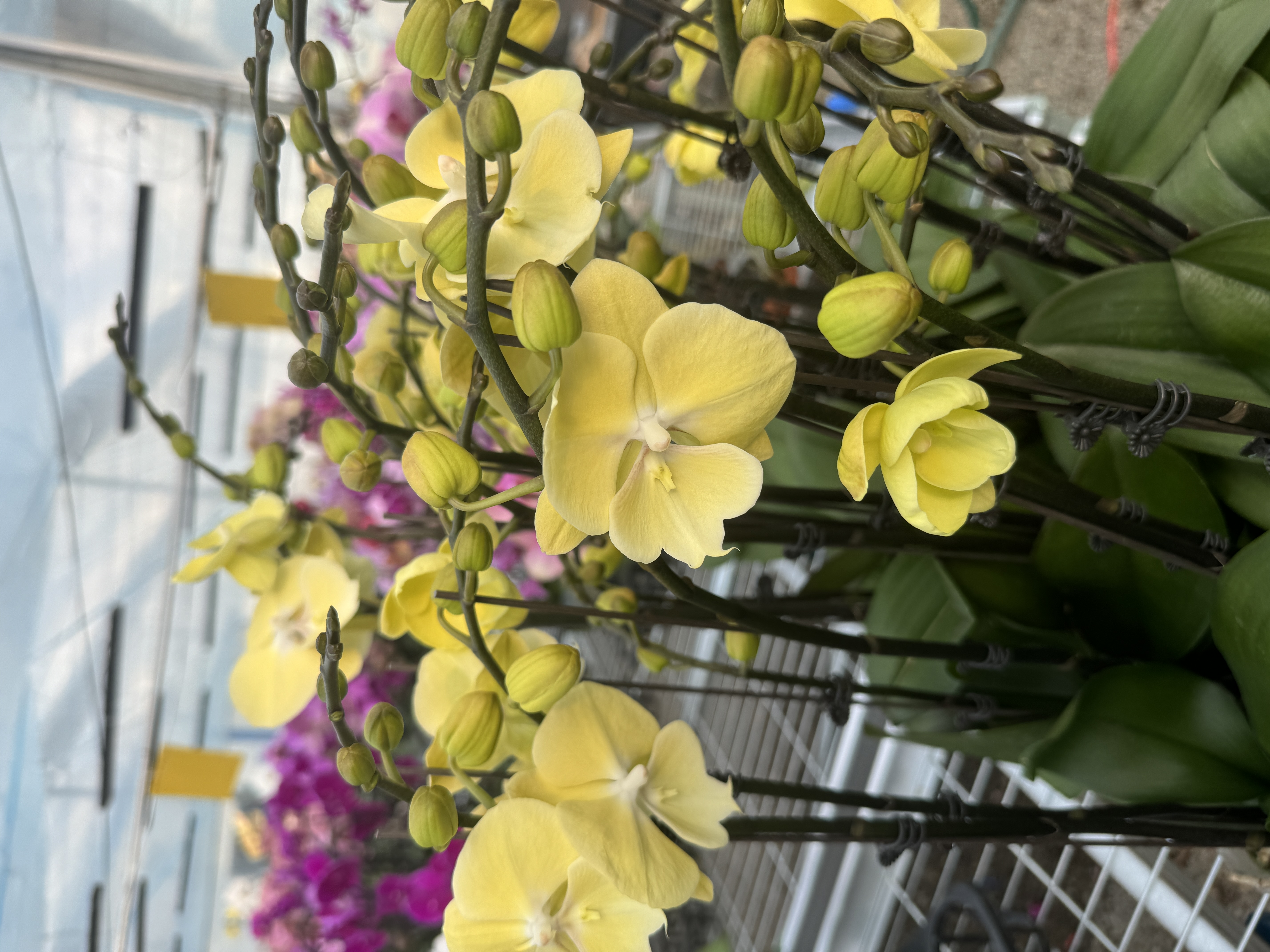 花之恋【星月】蝴蝶兰鲜花