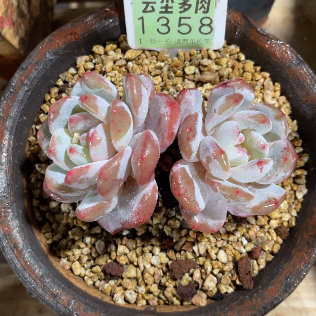 云尘多肉一物一拍1358不含盆，