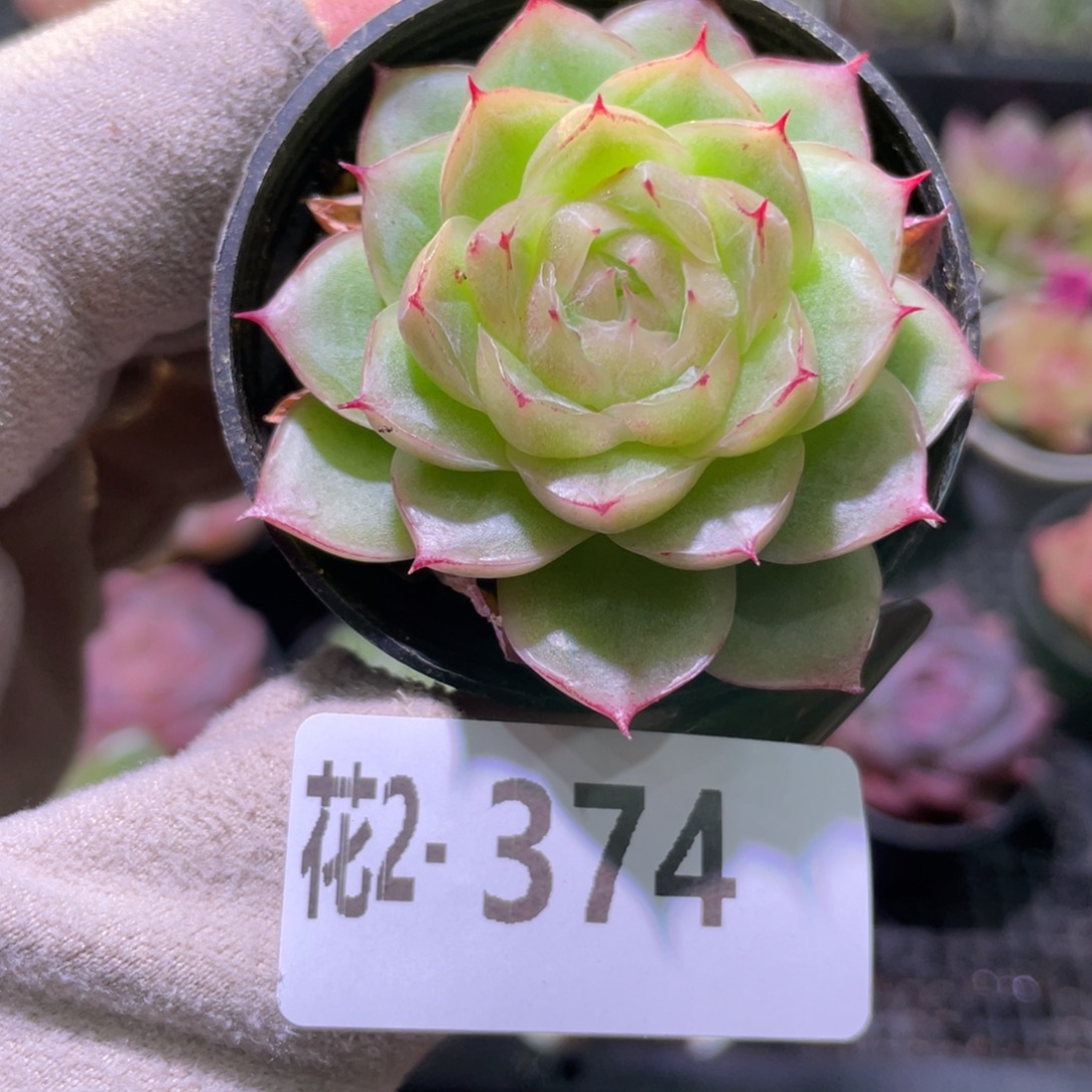 花利美2-374麦秆单头