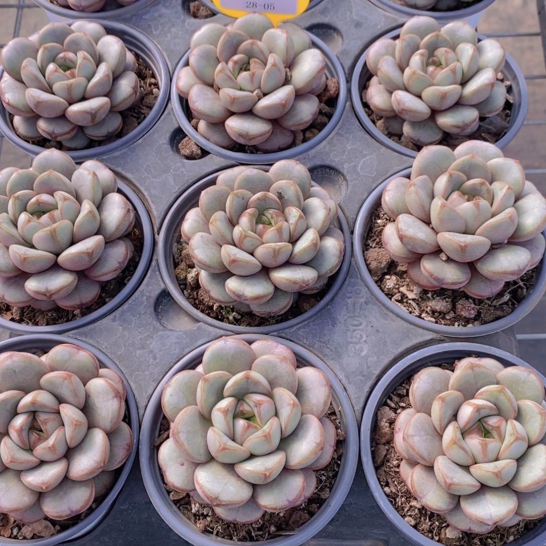 28-05-母本葡萄单头一个