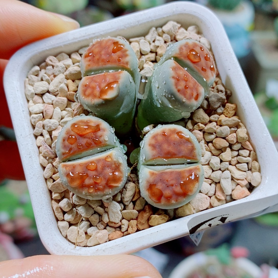 生石花花花花花花花131