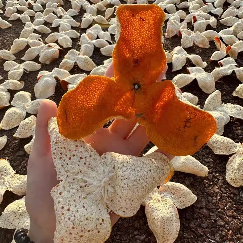 珍藏《天马狗腩皮》通发老树皮自然生晒干仓存放花蜜香果香