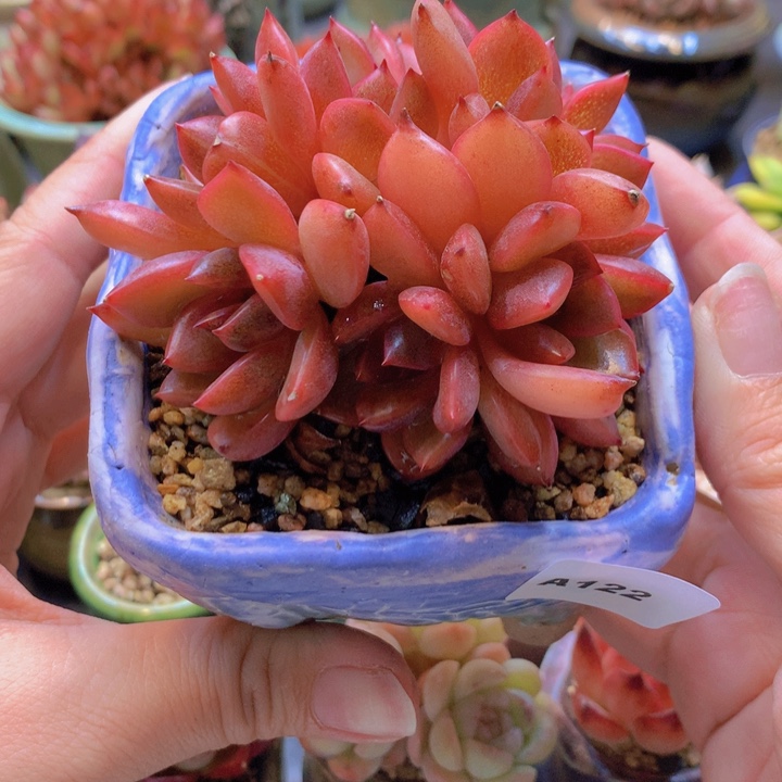 一物一拍含盆土满38包邮A122