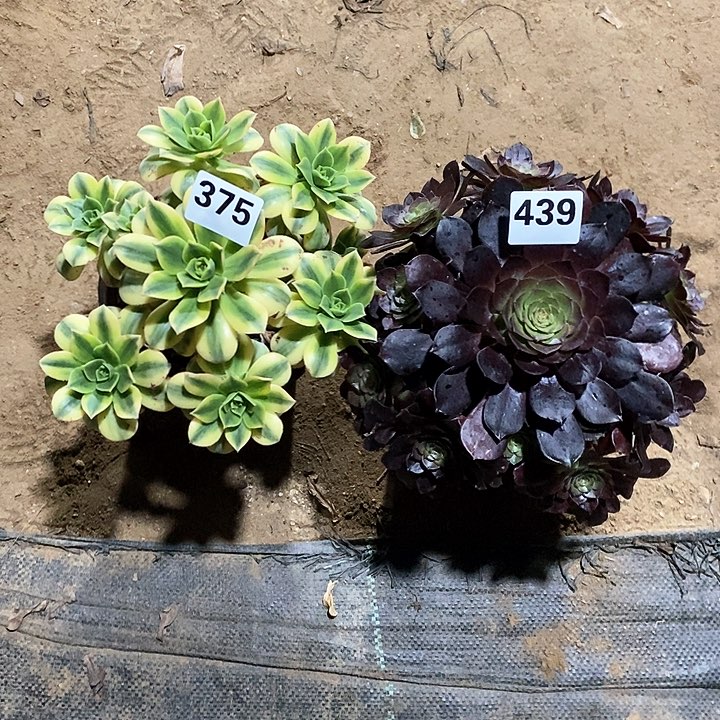 法师植物一物一拍123456