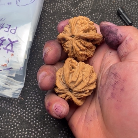 文玩核桃把件虎头10米