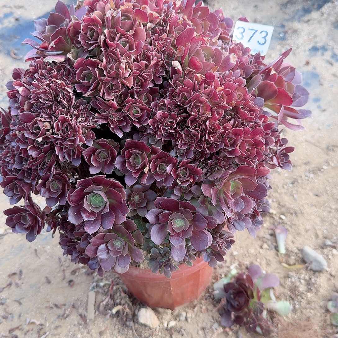 373玫瑰朵朵一颗呀呀