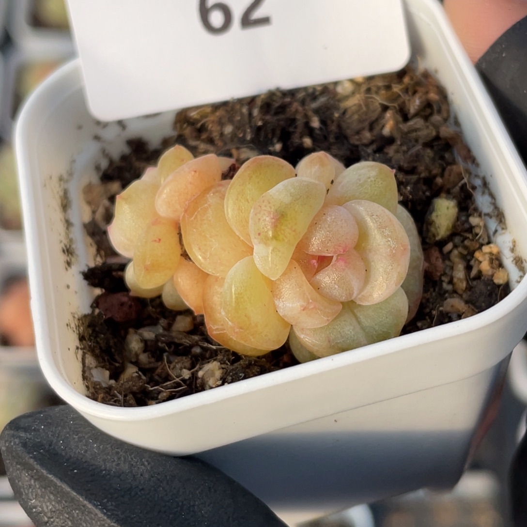 62号糖心冰心珍妮