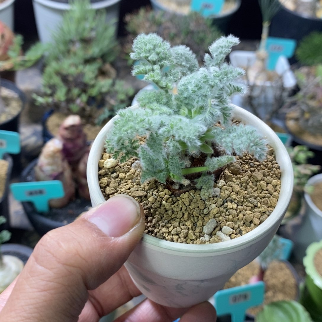 羽叶杨奎多肉植物一个