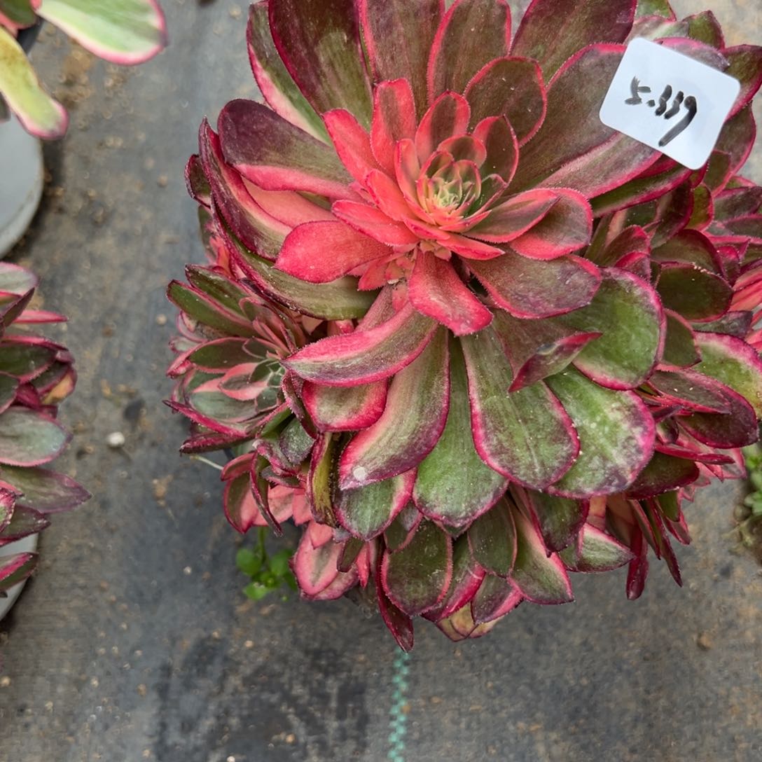 339黑魔锦多肉植物一