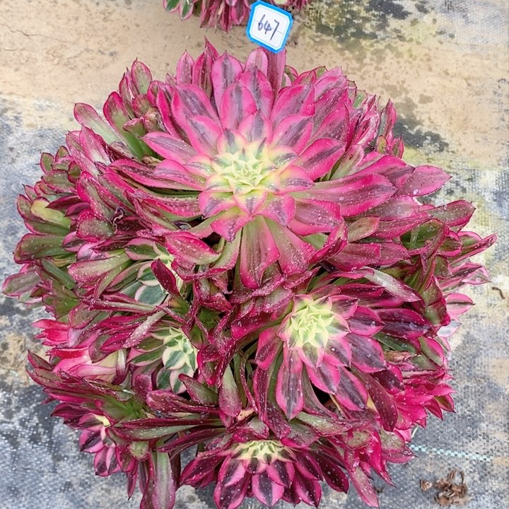 647天合多肉法师植物