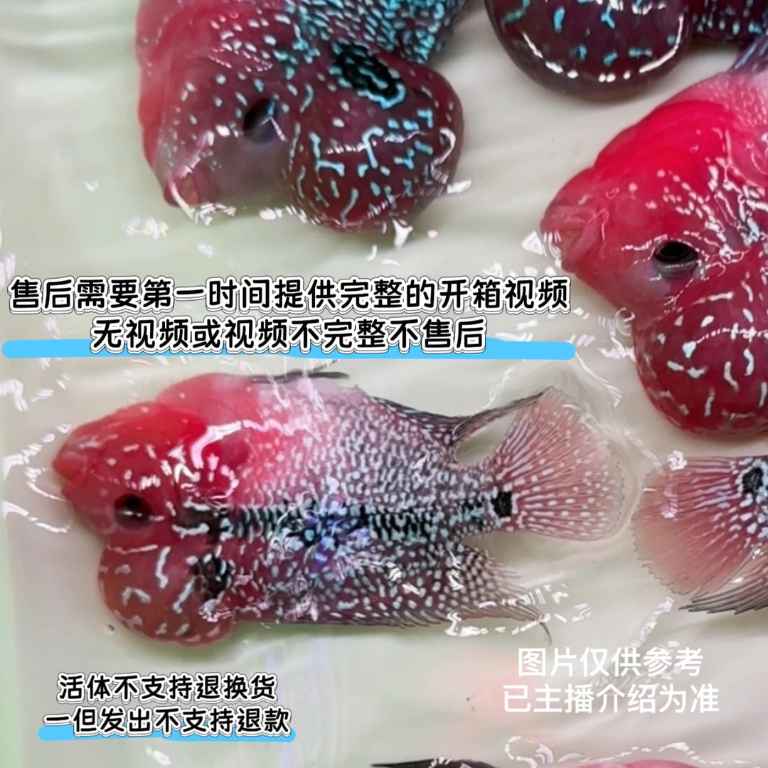 泰国鸿运马骝金花满银古典爆头基因罗汉鱼活体养殖观赏鱼