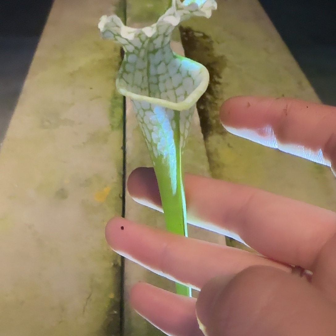 果***物无花朵专拍白飓风