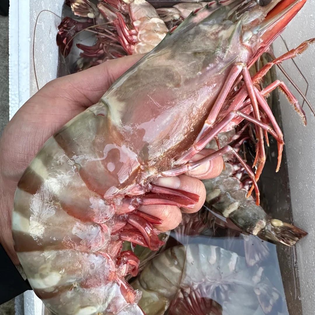［冷冻］海捕野生 红虎虾 大虾（3只-15只）约1000克/盒，加购物车可选规格
