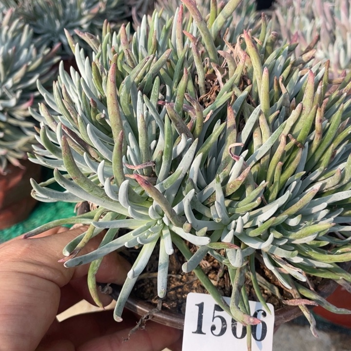 566号爱杜丽丝多肉植物