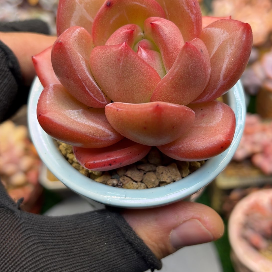 l lo l lo o kun