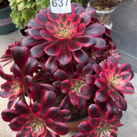 637美杜莎有断枝处理