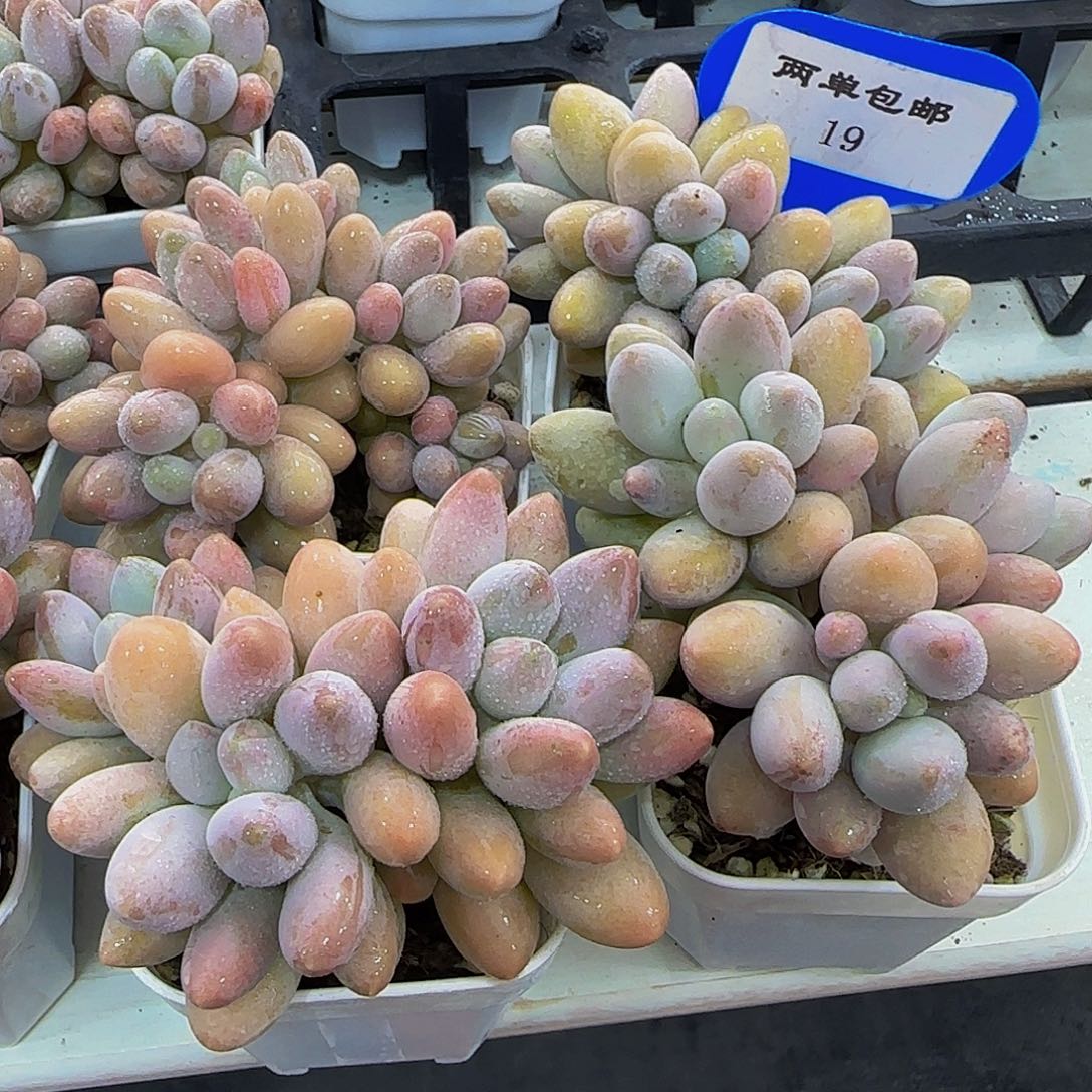 19-精品小老桩汤圆群一个