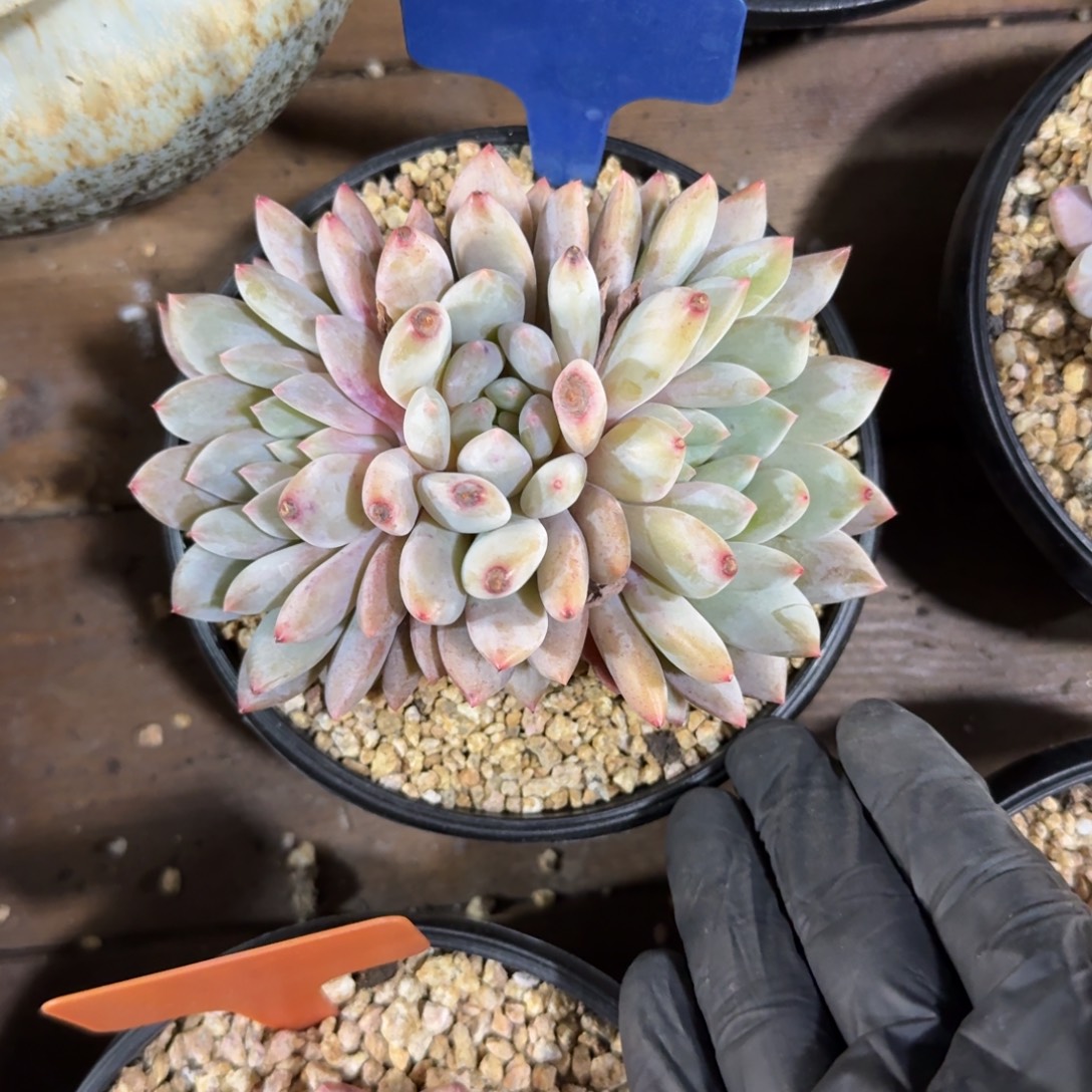 夏梦333333333333333