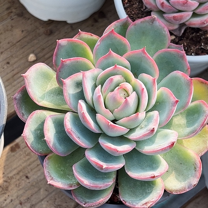 大单头           法兰西玫瑰