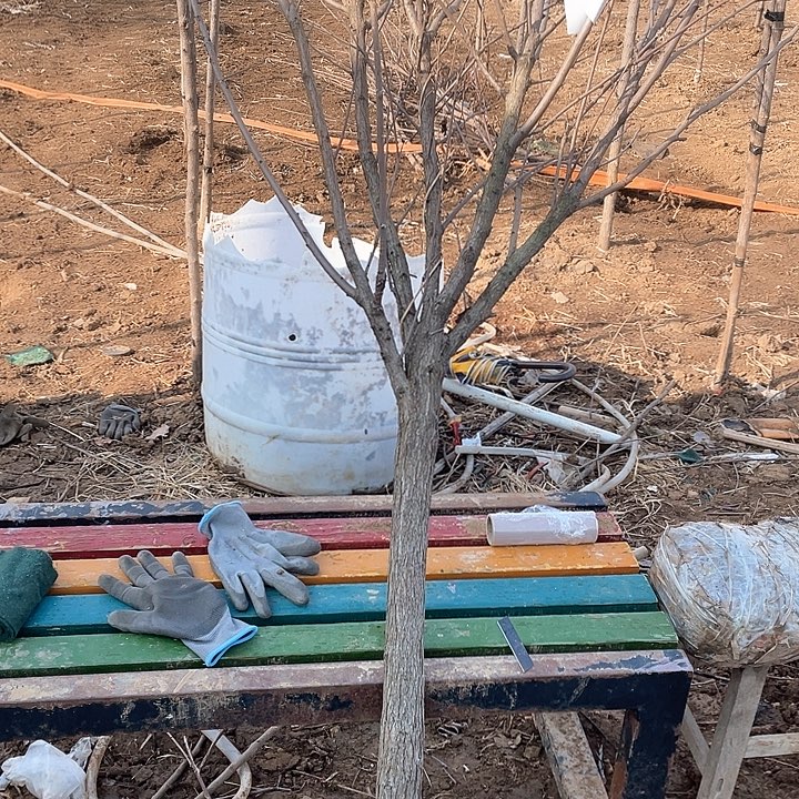 无花朵文冠花一物一拍