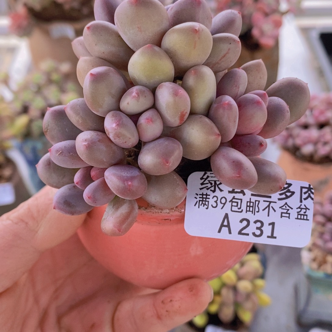 仙子奶7cm231多肉植物