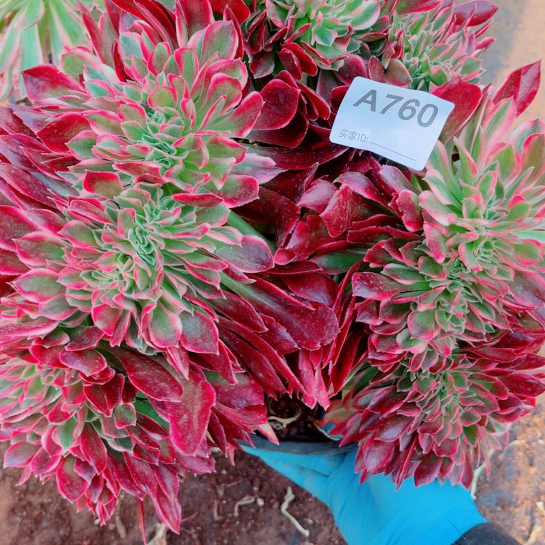 多肉植物760女神