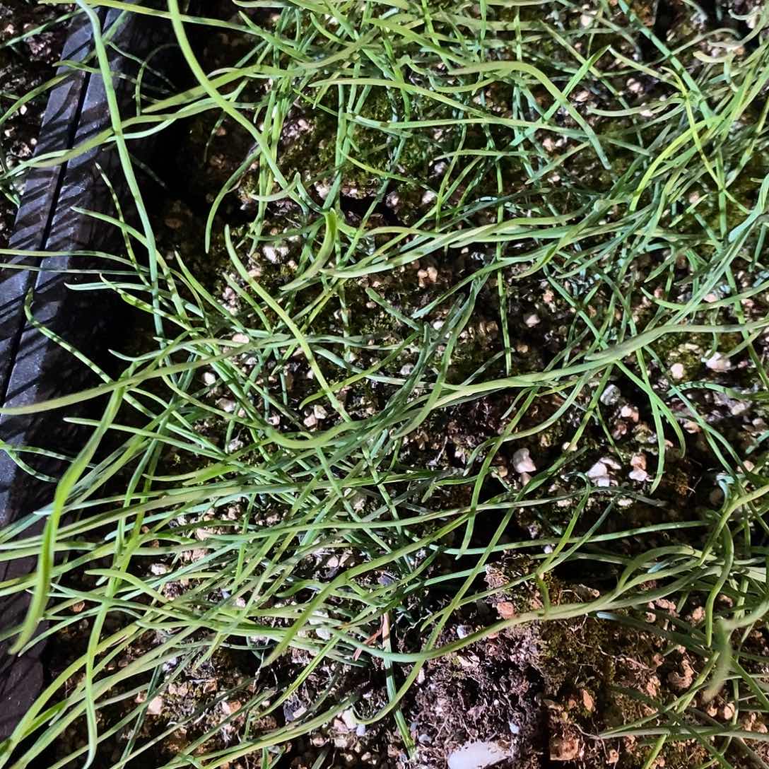 一颗细叶弹簧草。   