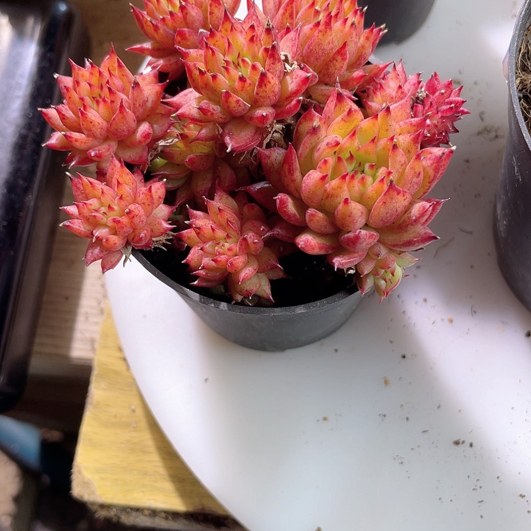 苏*0550  流星雨 六月六