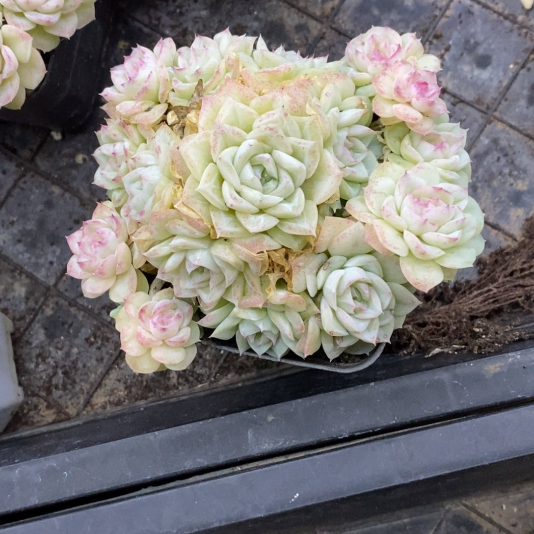 精品多肉一物一拍不包整17