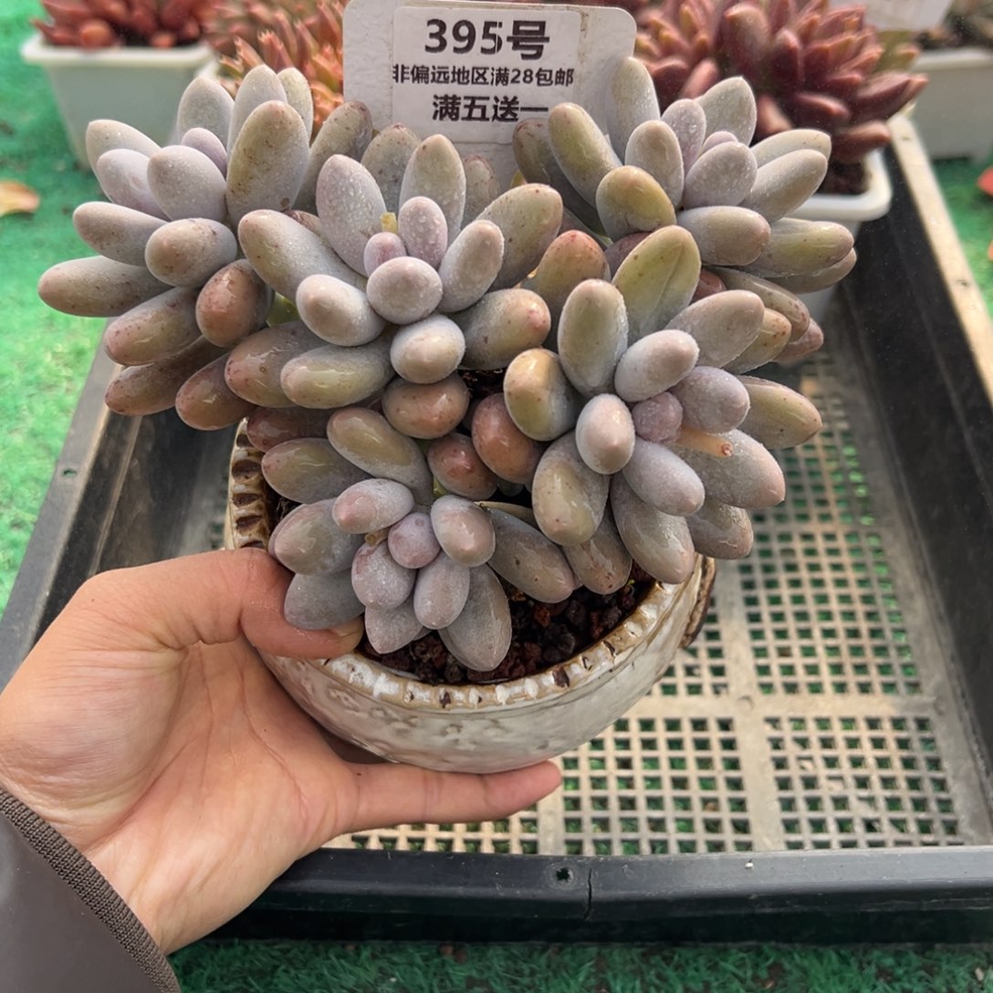 表妹精品多肉植物395.