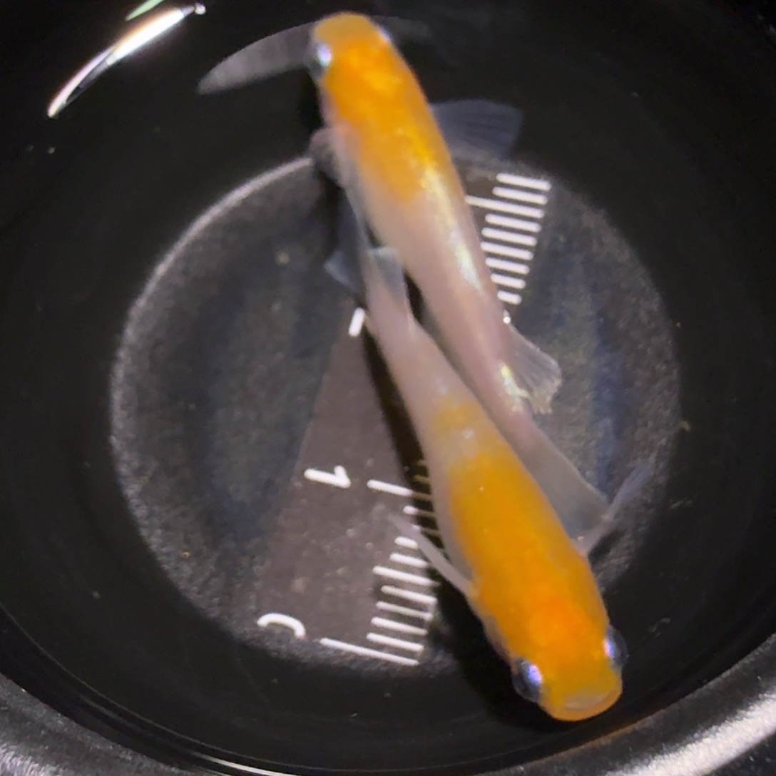 青鳉鱼一物一拍147