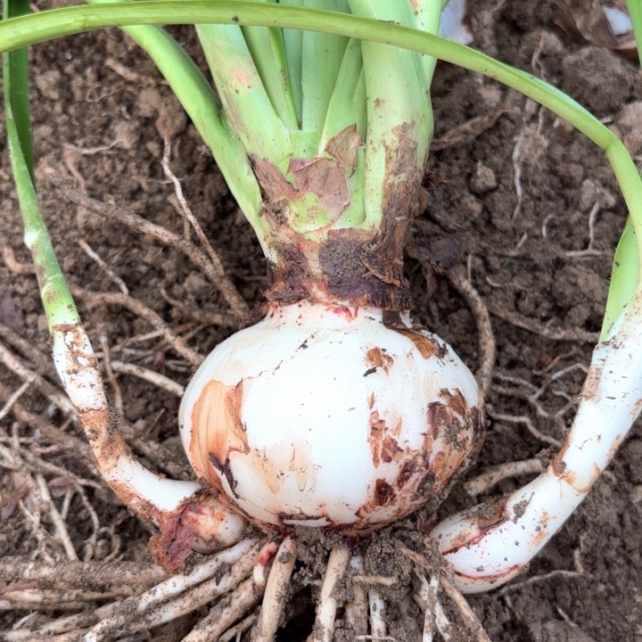 无花朵双重闪耀包对版一号