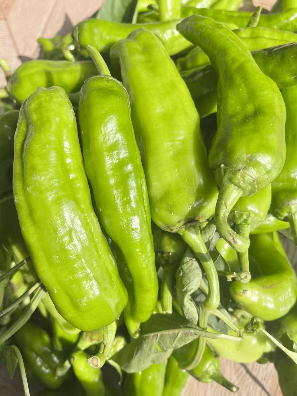 河南开封应季现摘新鲜薄皮土辣椒中辣