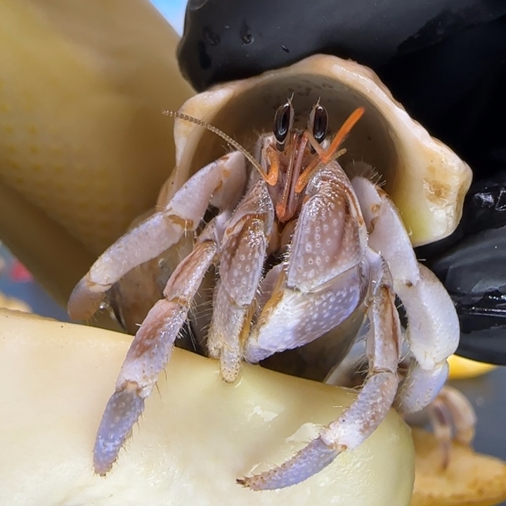 A69紫异色 灰白1.3cm口径