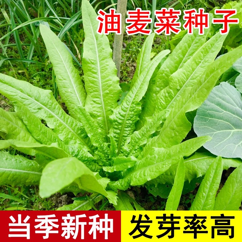 甜脆油麦菜种子清香无斑油麦菜种子四季水果水果庭院有机蔬菜种子