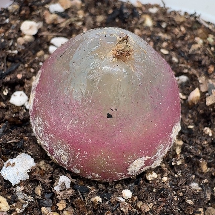 老马生石花2.5灯泡240