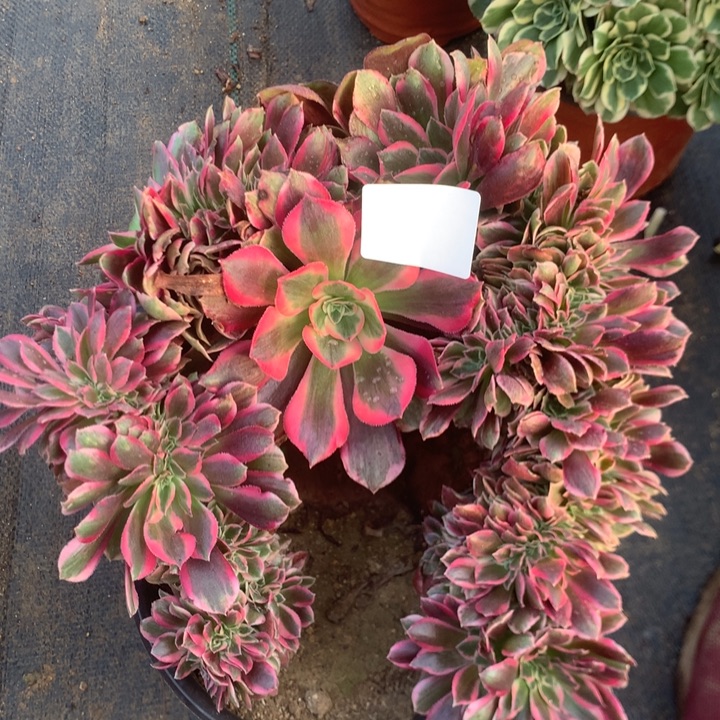 097妖月缀多肉植物