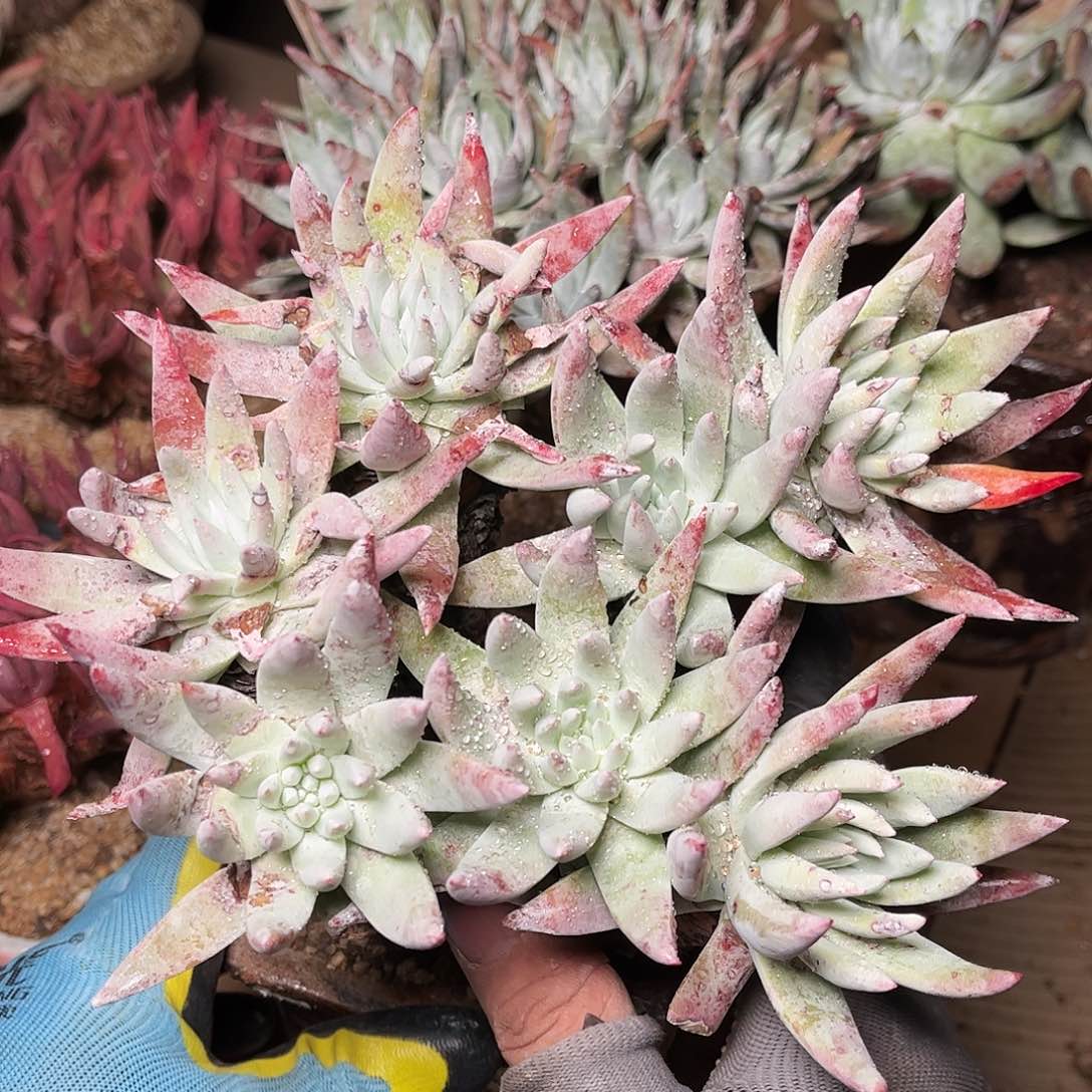 2769蓦然一白菊仙女杯多肉