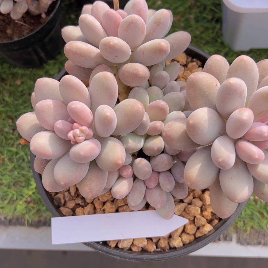 香玉的故事是一个人的