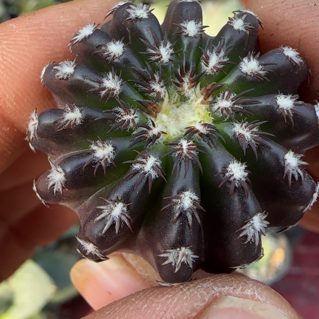 无花朵实生5年猫爪奇特028