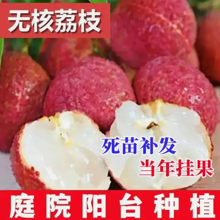 【当年结果】无核妃子笑荔枝王桂味带土球盆栽地栽庭院种植果树苗