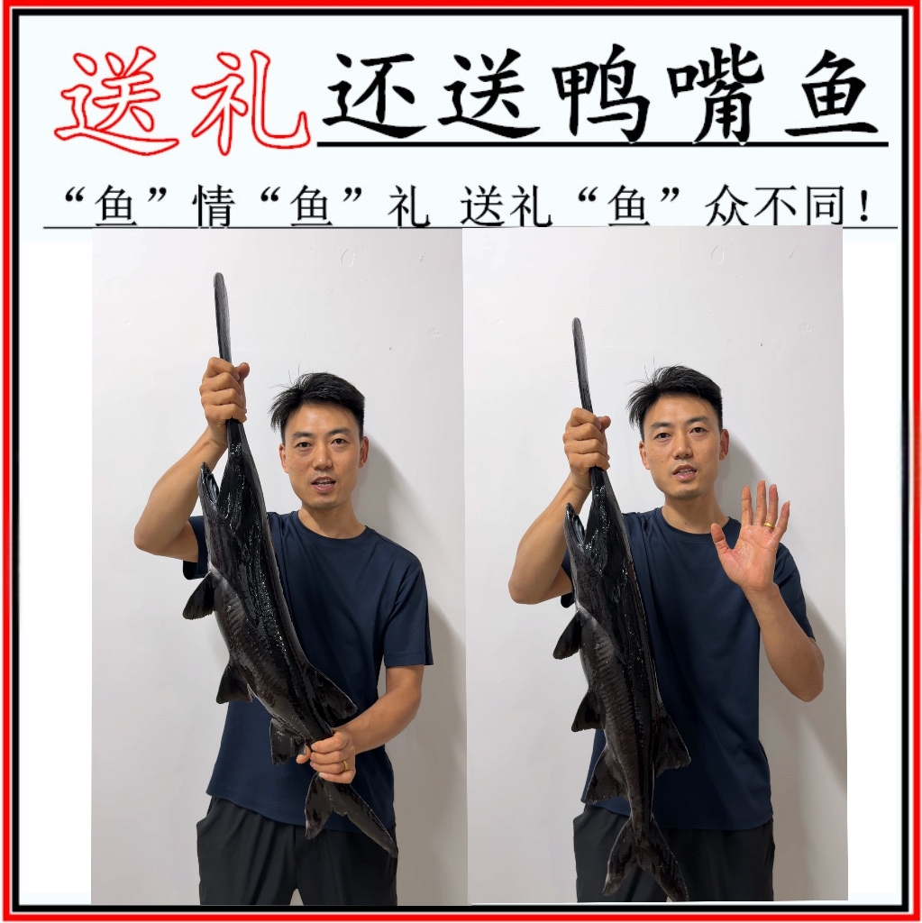 鸭嘴鱼顺丰包邮活鱼鲜活到家无鳞无刺软骨鱼鸭嘴鲟可送礼食用观赏